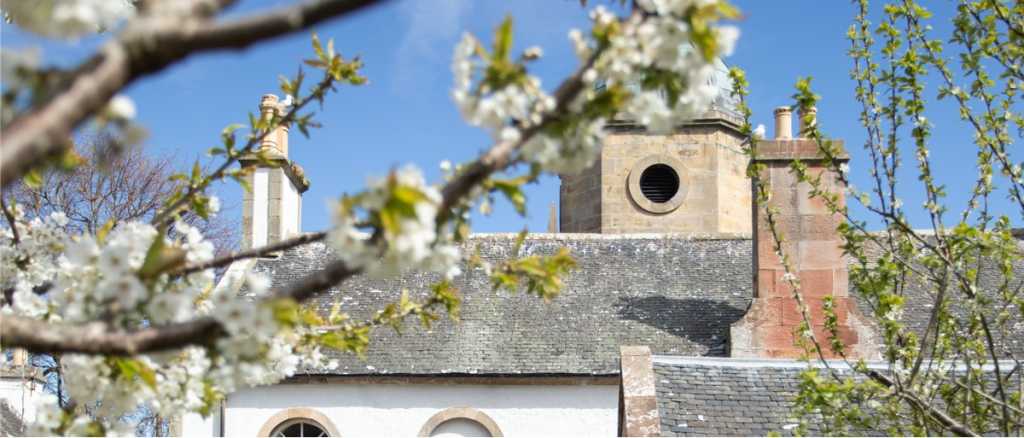 Apple blossom frames the tower of an old court house