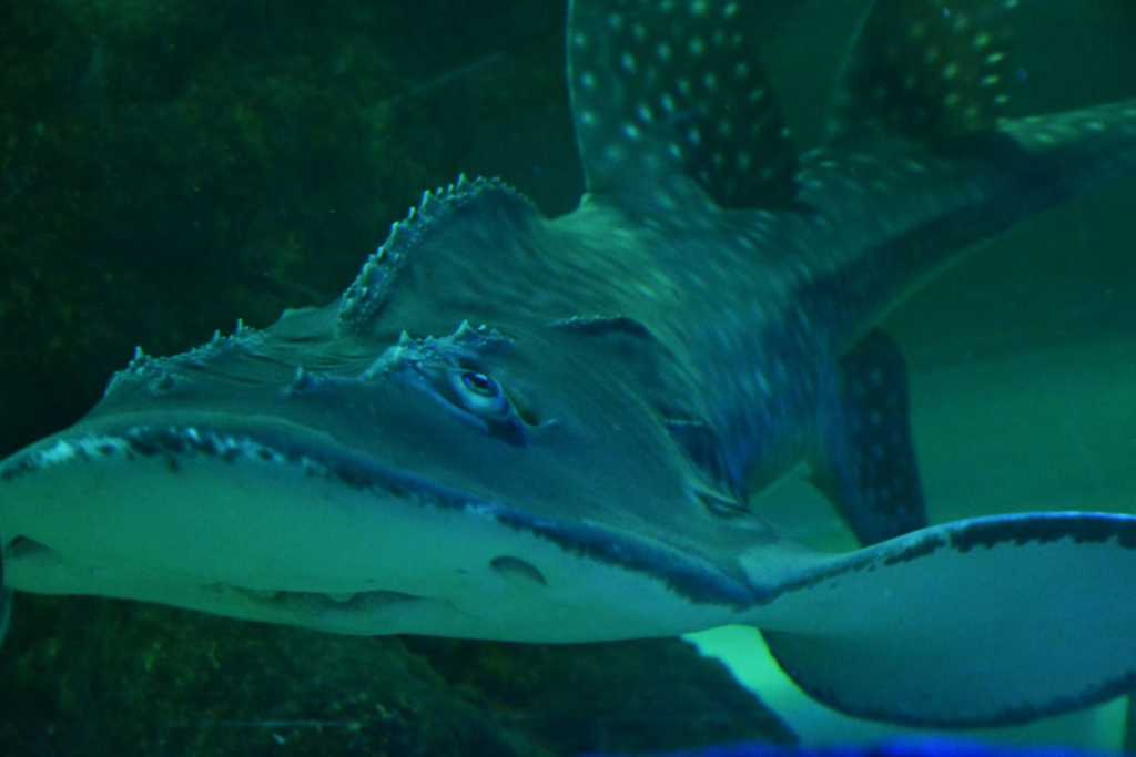 Large spotted fish swimming in an aquarium tank